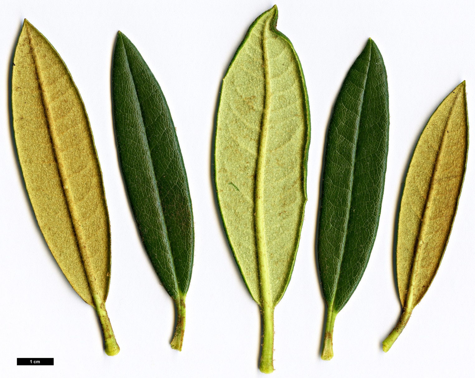 High resolution image: Family: Ericaceae - Genus: Rhododendron - Taxon: alutaceum - SpeciesSub: var. russotinctum Triplonaevium Group